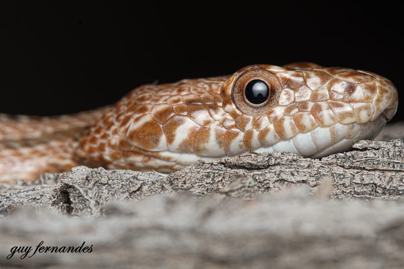 הפחד מזוחלים , הרפטופוביה ודרכי התמודדות