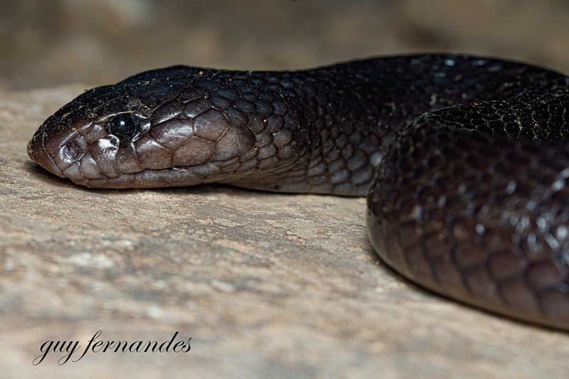 פתן שחור - Walterinnesia aegyptia