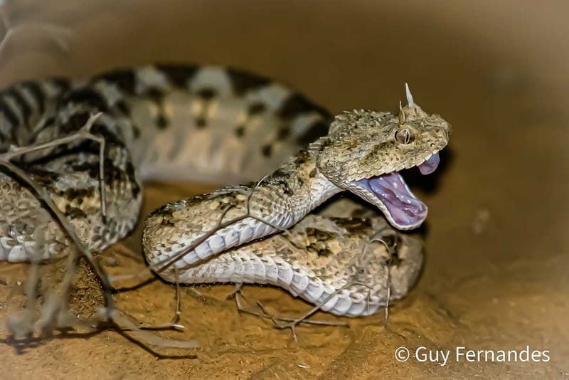 עכן החרטומים - Cerastes cerastes