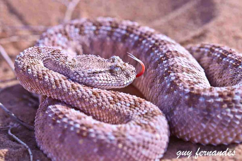 עכן גדול -  Cerastes gasperettii