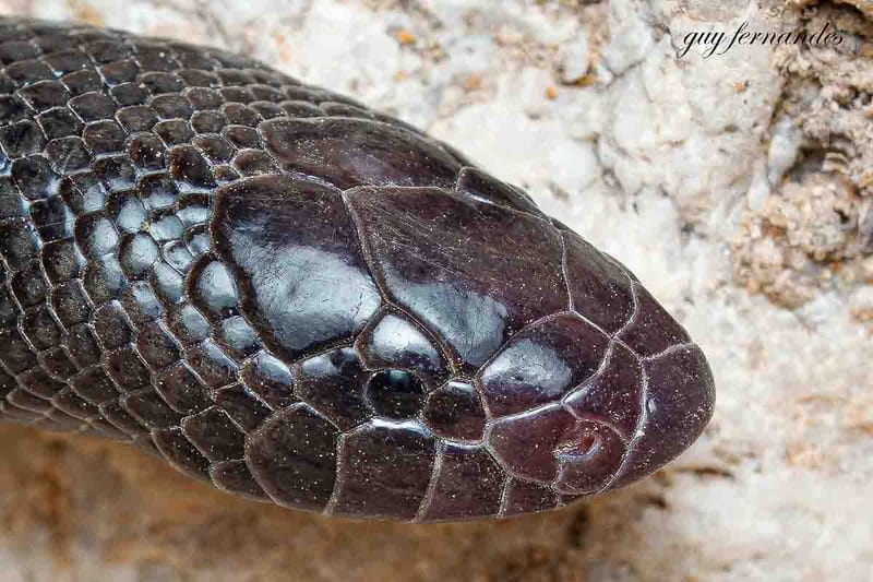 שרף עין גדי  engaddensis