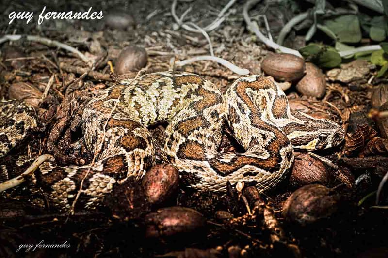 צפע מצוי - Daboia palaestinae