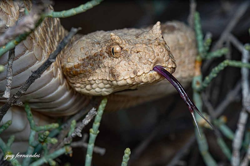 שפיפון הנגב - Pseudocerastes fieldi