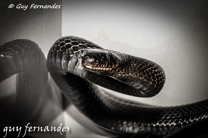 נחשים לא ארסיים בישראל - זעמן שחור - Dolichophis jugularis