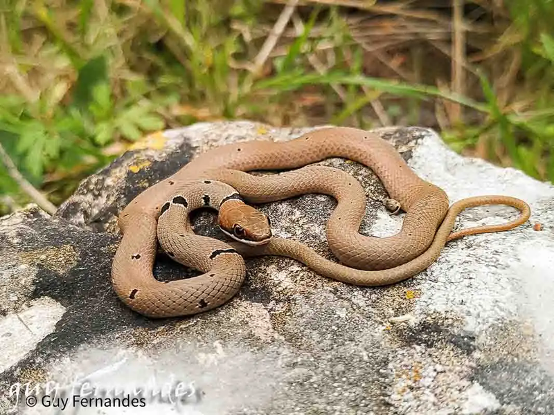 נחשים לא ארסיים בישראל - זעמן זיתני - Platyceps collaris