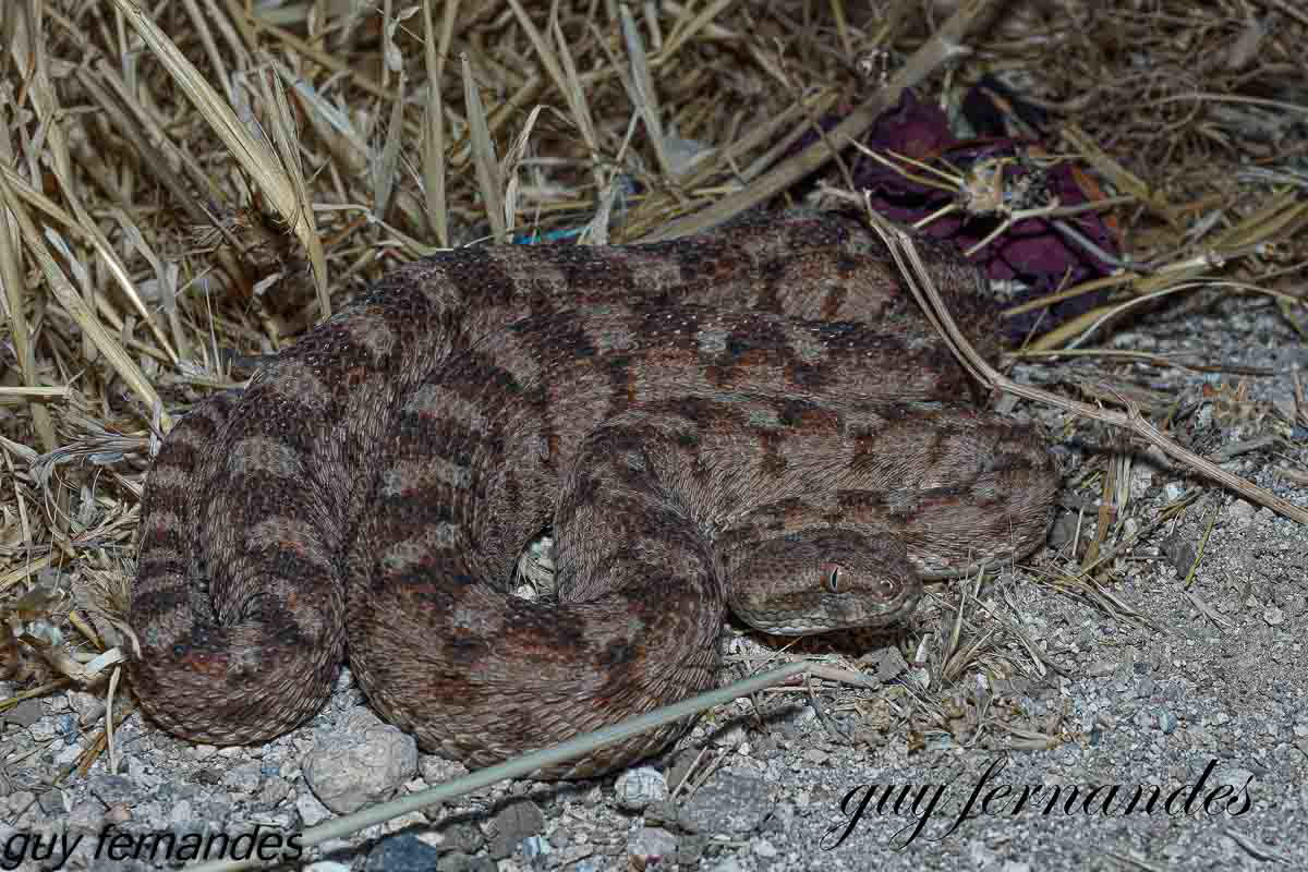 אפעה מגוון , ממתין לטרף