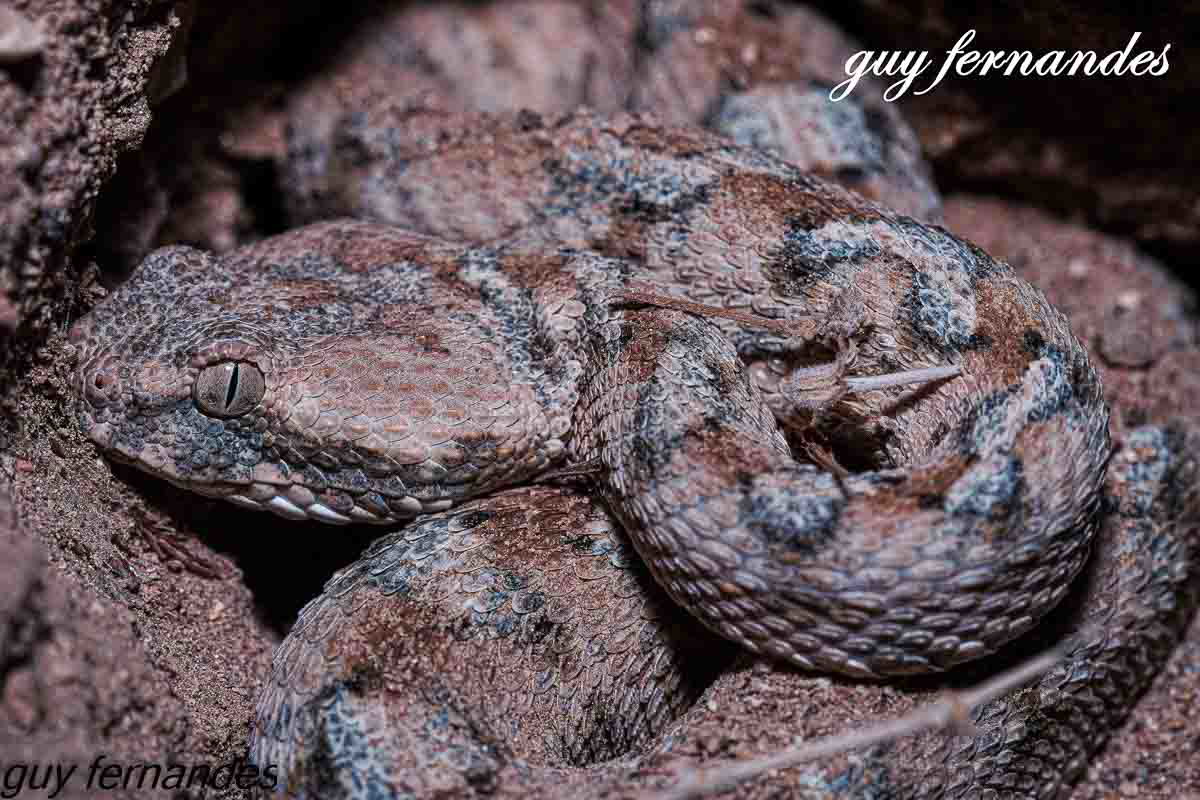 אפעה מגוון מסתתר בנקיק
