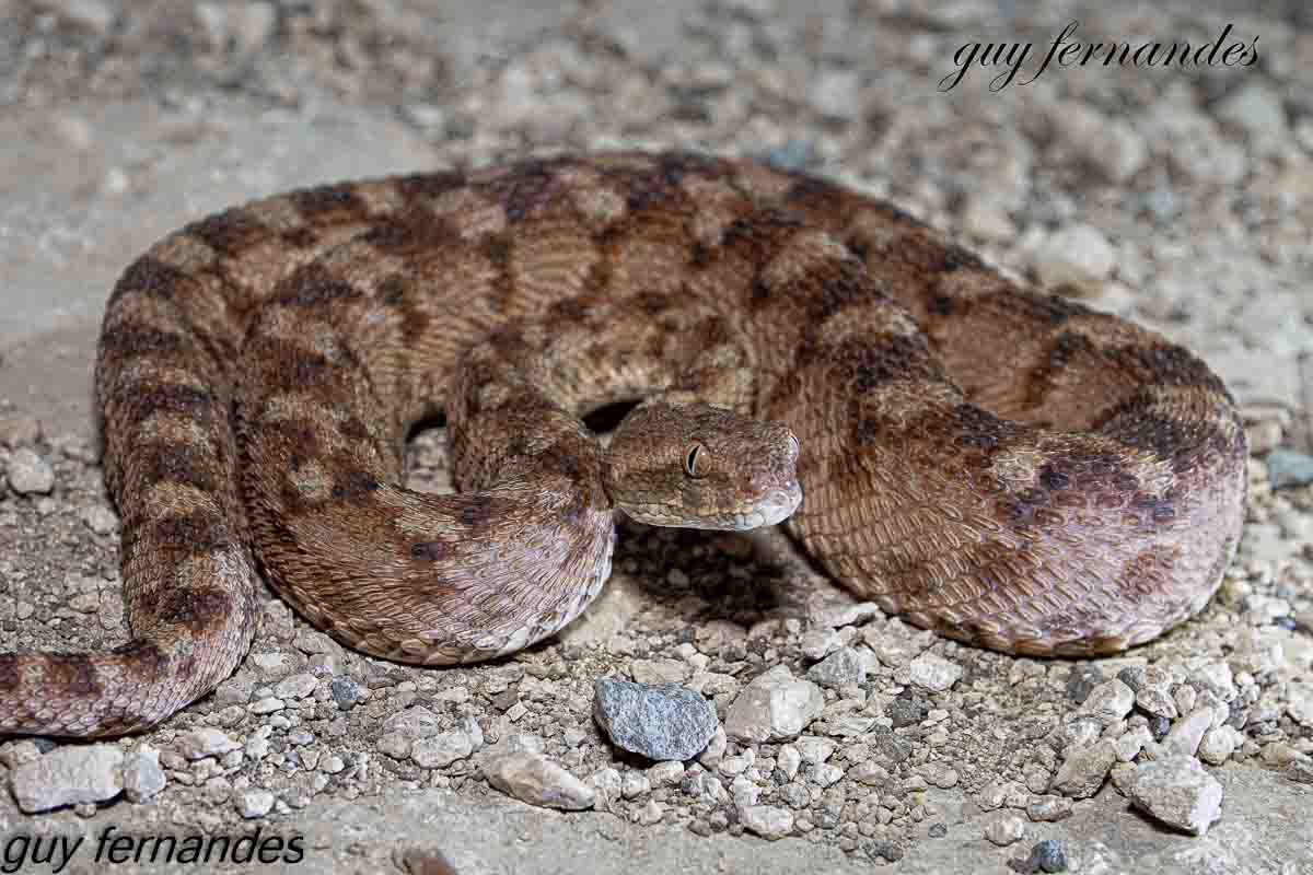 אפעה מגוון מופע צפוני - גלבוע