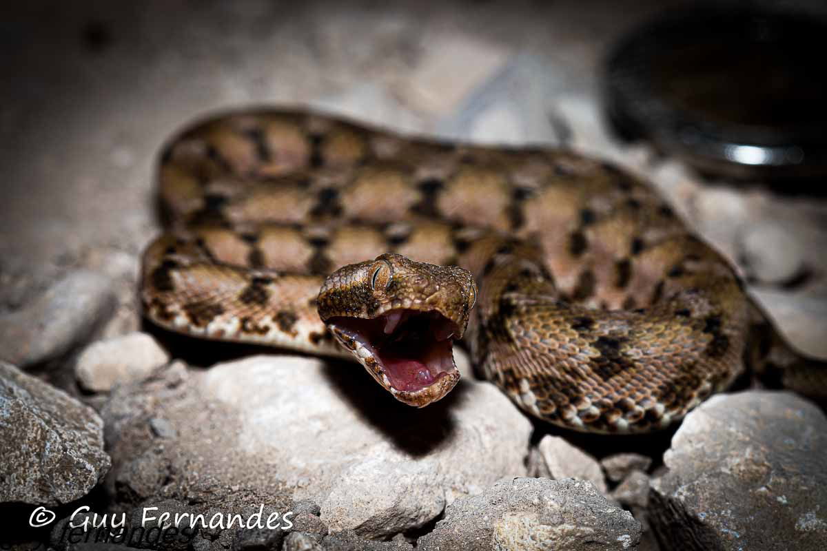 אפעה מגוון פרט צעיר גלבוע