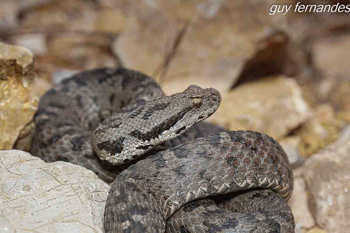 צפע חרמון - בין  הסלעים
