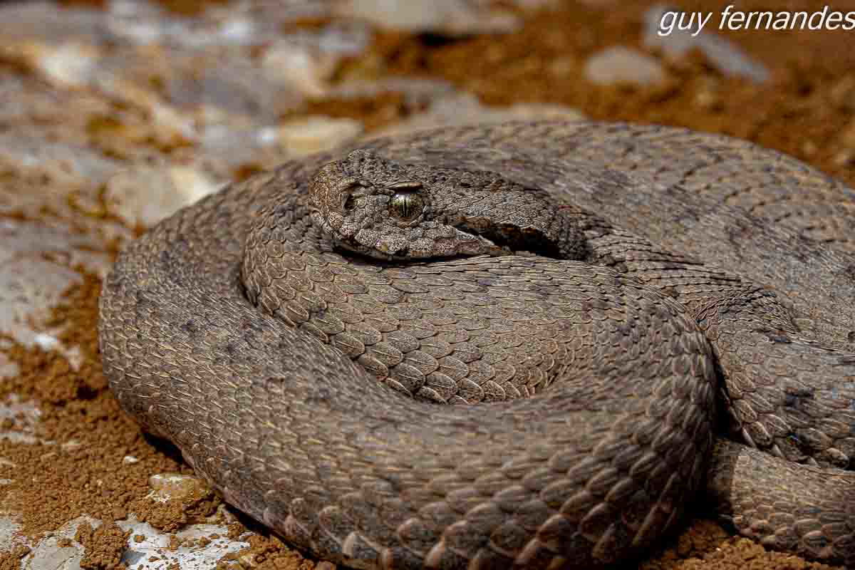 צפע חרמון  משתזף בשמש