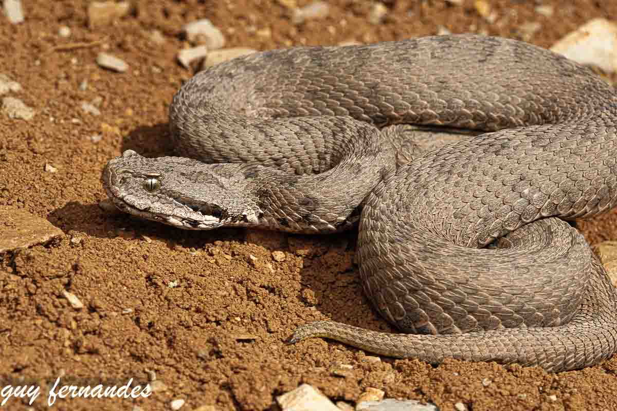 צפע חרמון  בשטח חשוף