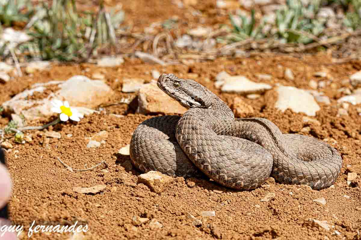 צפע  חרמון במצב  מגננה