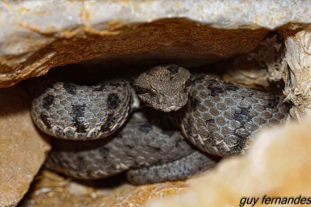 צפע חרמון מסתתר בנקיק