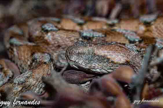 אפעה מגוון מופע גרניטי אילת