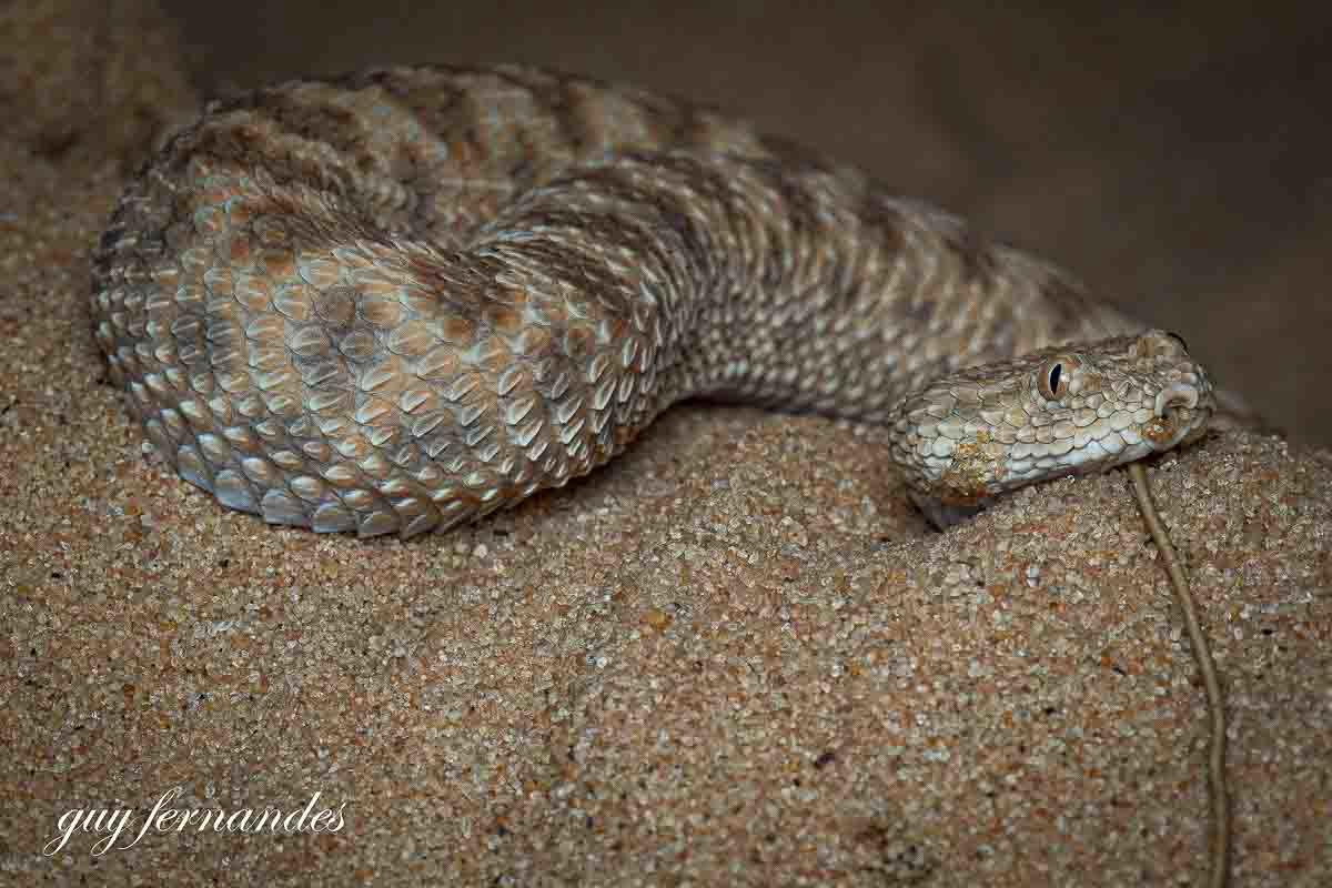 עכן קטן יושב על הדיונה 