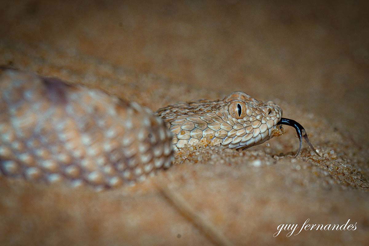 עכן קטן בזחילה על החול