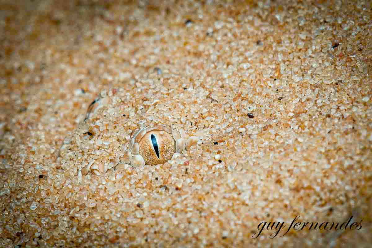 עכן קטן במארב מתחת לחול