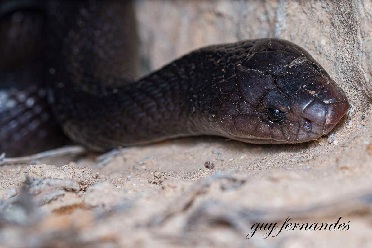 לוכד נחשים גיא פרננדס - פתן שחור
