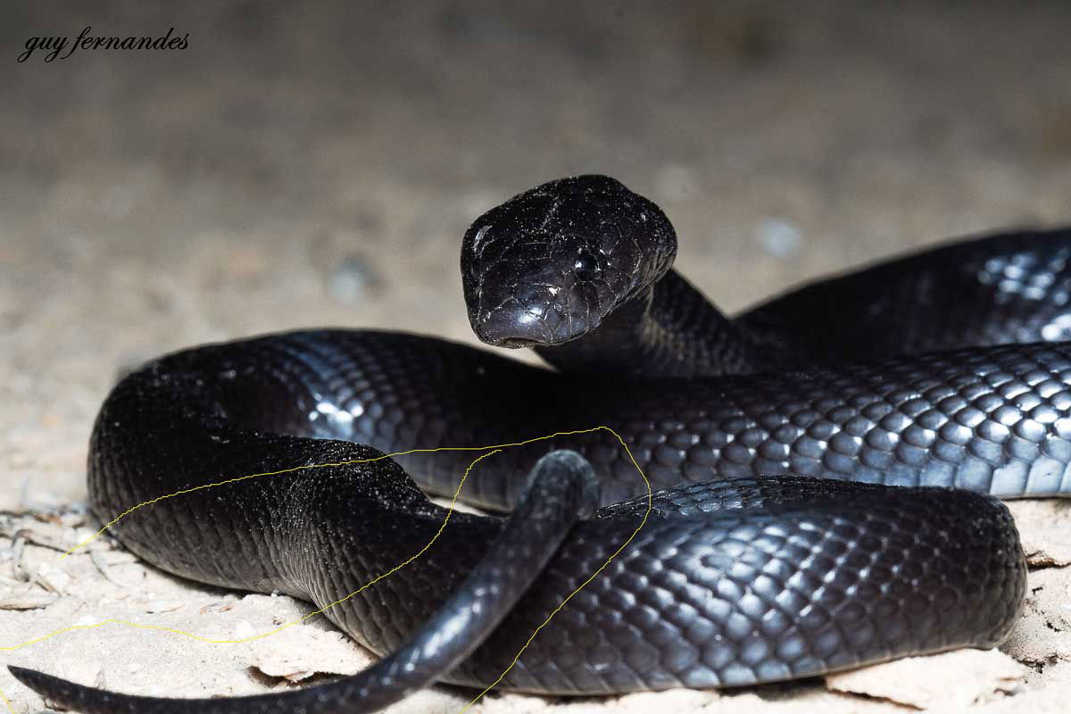לוכד נחשים גיא פרננדס - פתן שחור