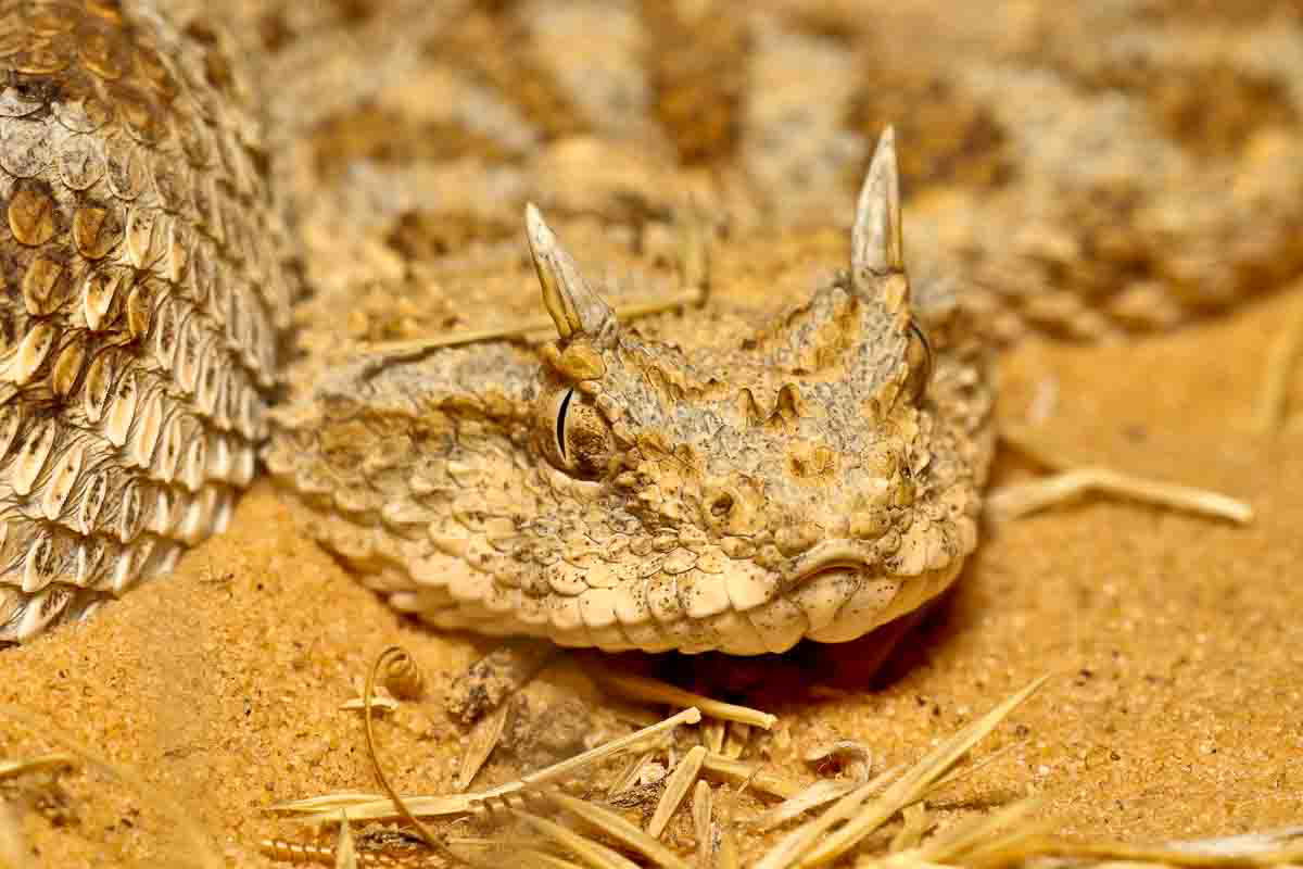 לוכד נחשים גיא פרננדס  - עכן חרטומים. 