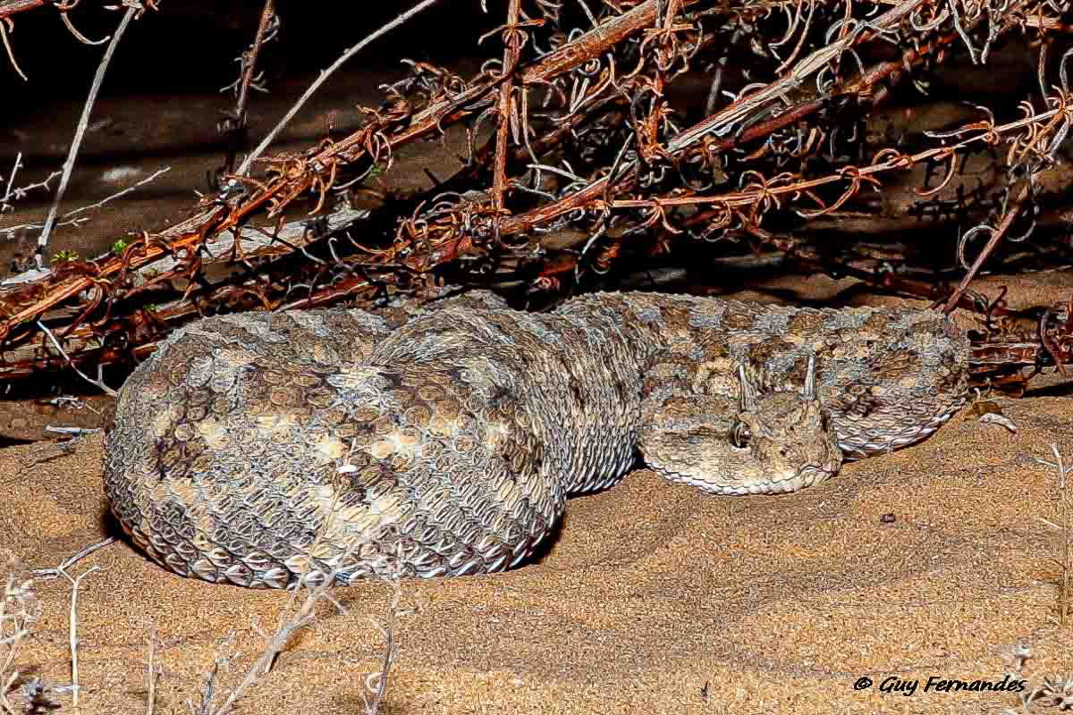 לוכד נחשים גיא פרננדס - עכן חרטומים 2 