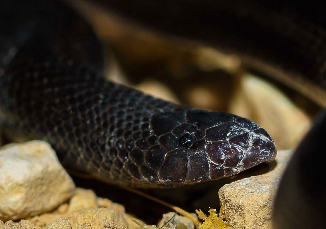 לוכד נחשים גיא פרננדס - שרף עין גדי תקריב פנים