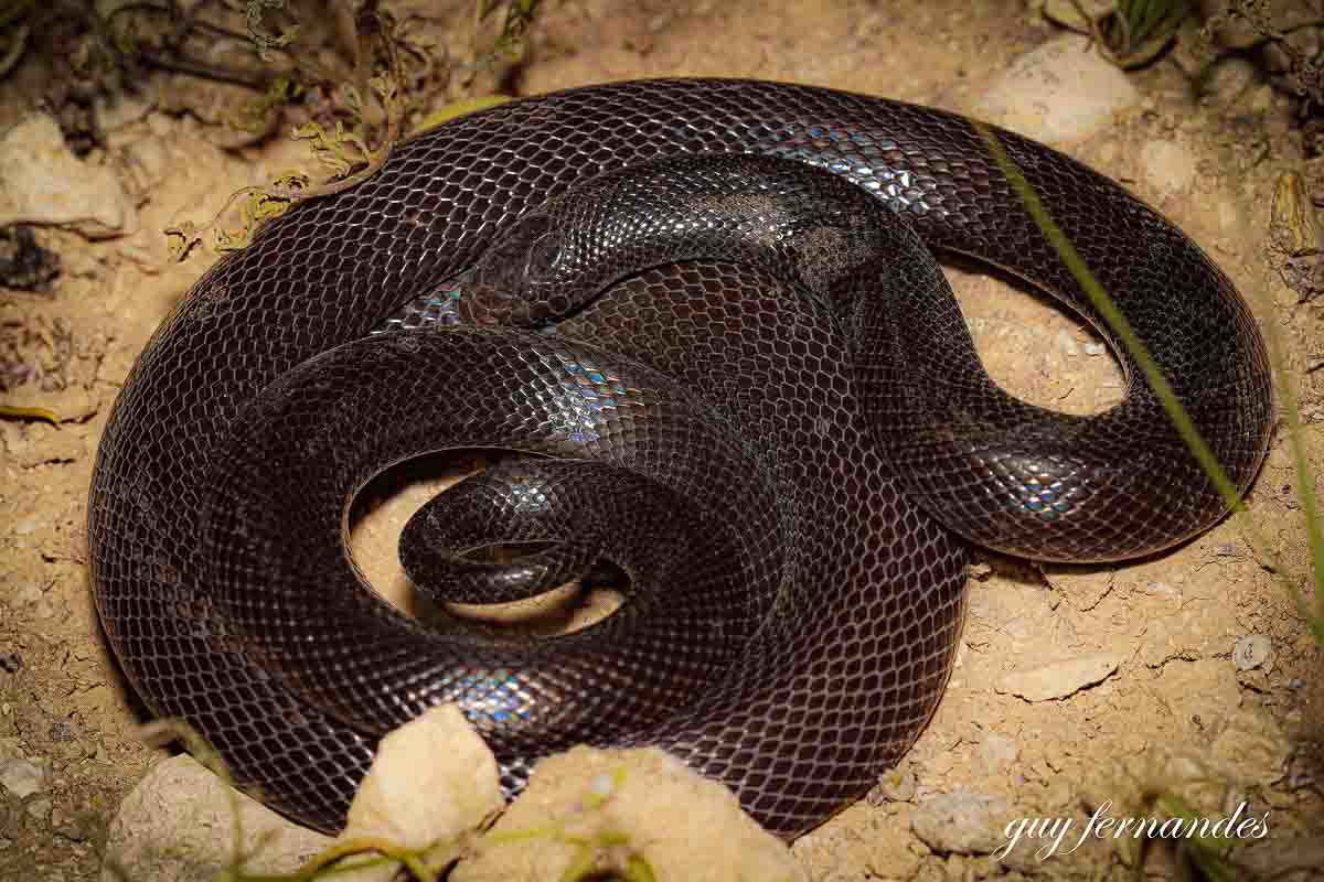 שרף עין גדי -  לוכד נחשים גיא פרננדס