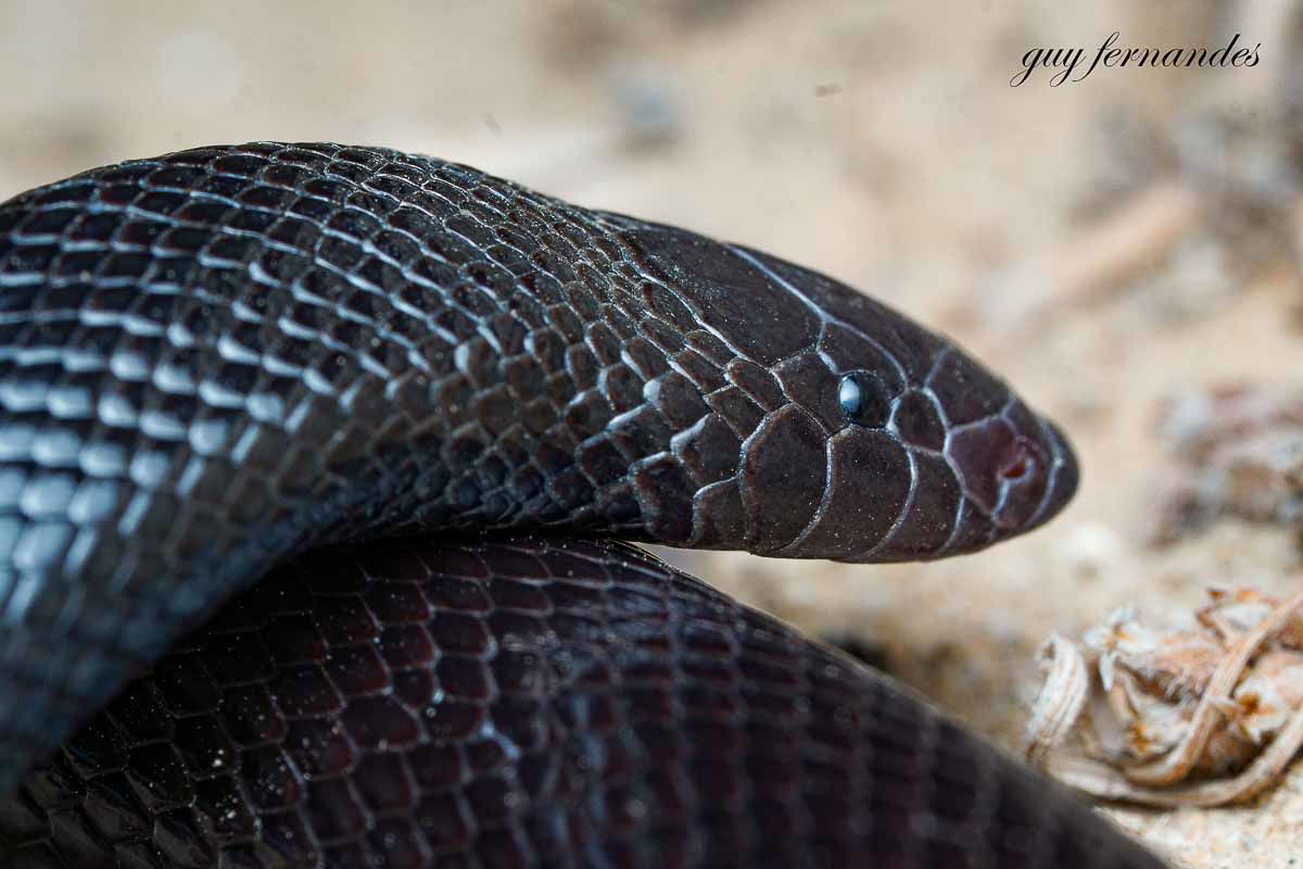 שרף עין גדי מבט צידי - לוכד נחשים גיא פרננדס