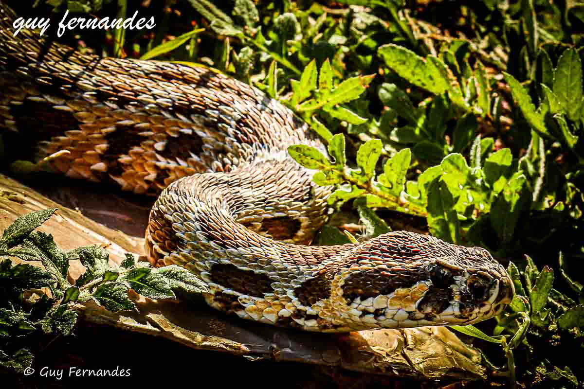 צפע בוגר מתחמם בשמש - לוכד נחשים גיא פרננדס 