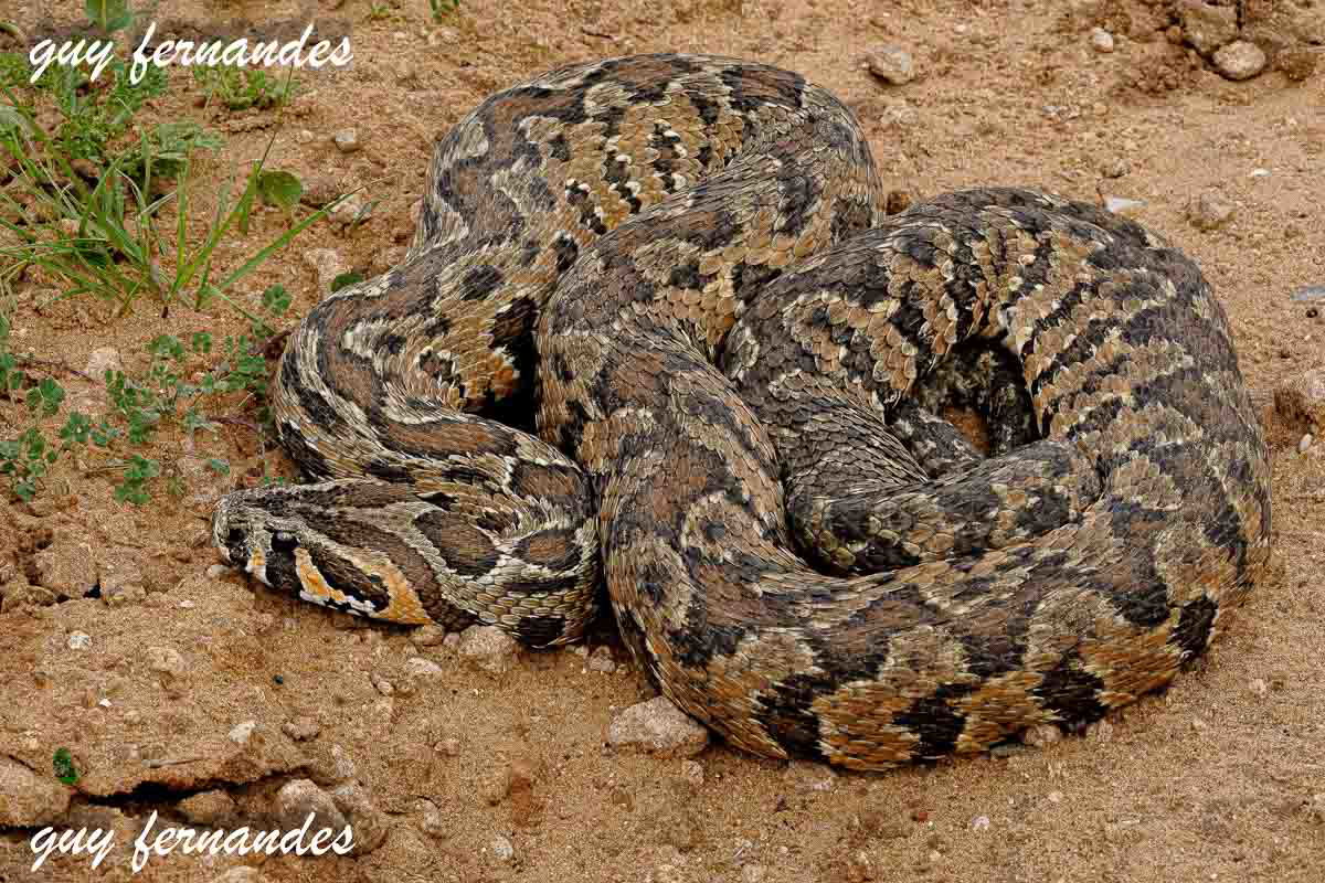 צפע מצוי בוגר - לוכד נחשים גיא פרננדס