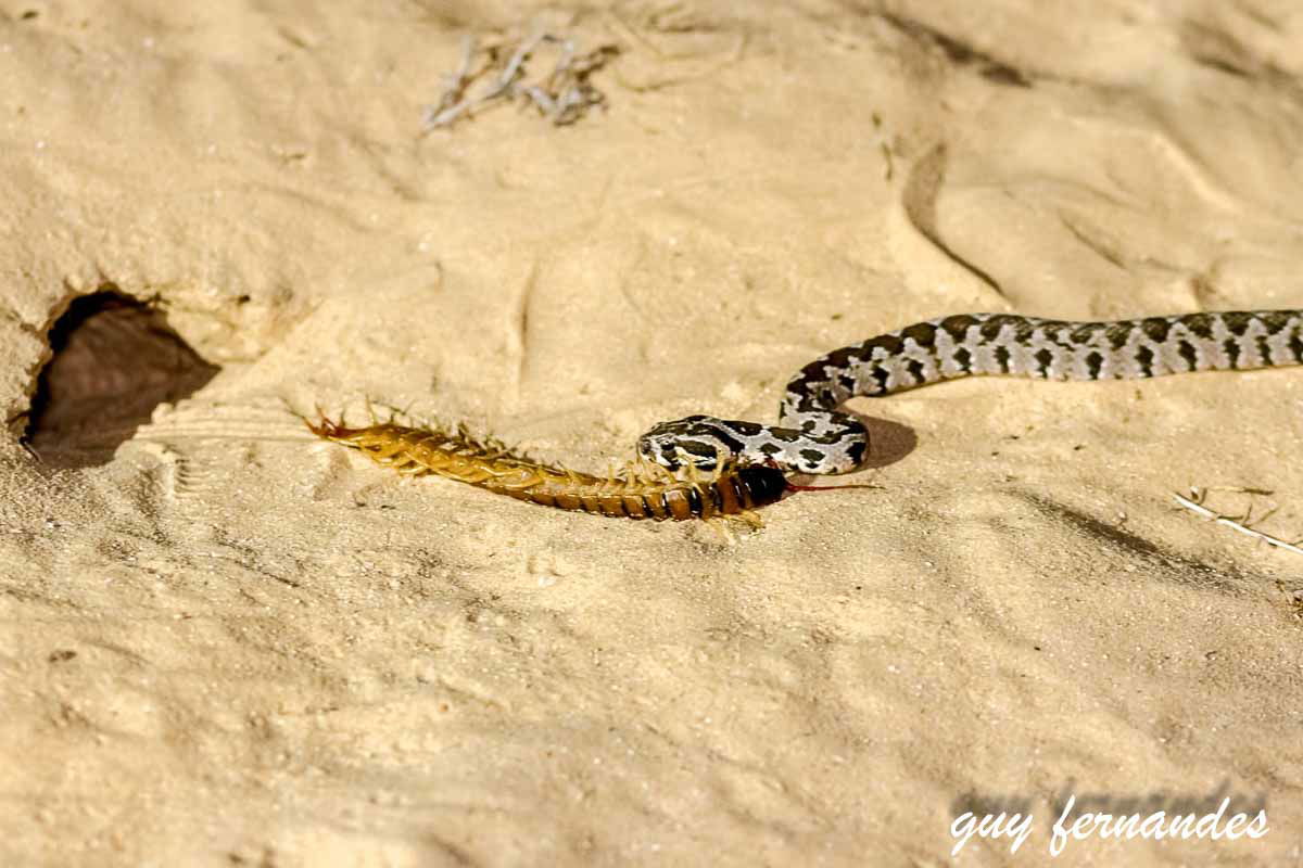 צפע צעיר טורף נדל - לוכד נחשים גיא פרננדס 
