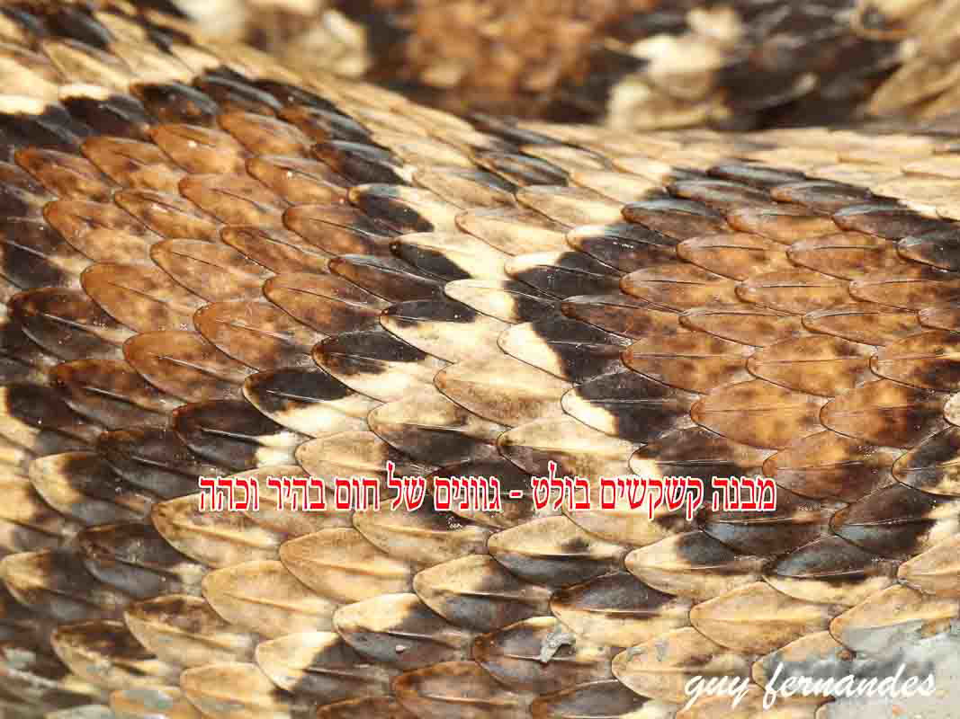 מבנה קשקשים ודוגמאות גב צפע מצוי - גיא פרננדס לוכד נחשים