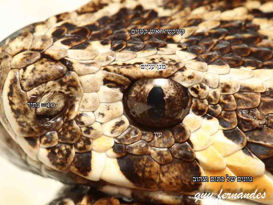 מבנה ראש נחש צפע - קשקשים קטנים , מגני עניים נחיריים רחבות - לוכד נחשים גיא פרננדס 