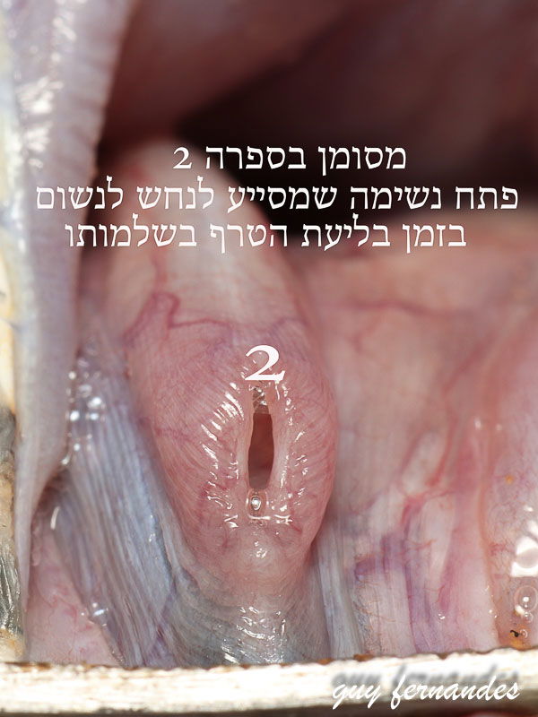 קנה נשימה שמסיים לנשום בזמן טריפה - צפע מצוי- לוכד נחשים גיא פרננדס 