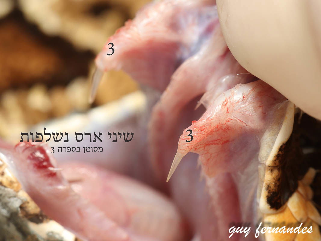 שיני ארס אצל נחש צפע בוגר - צילום לוכד נחשים גיא פרננדס