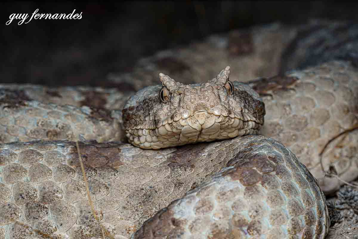 נקבת שפיפון גדולה במיוחד - לוכד נחשים גיא פרננדס