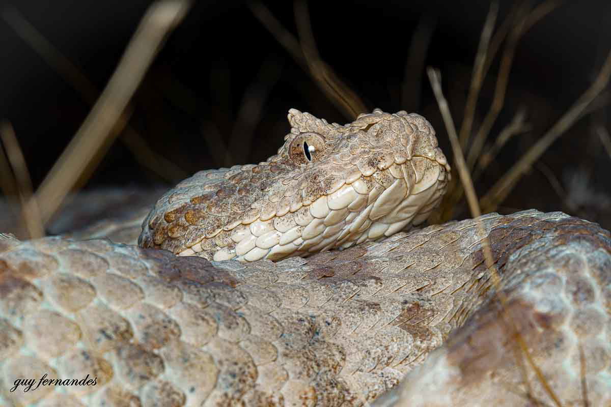 נקבת שפיפון בוגרת שלא מתרגשת מקרבת אדם - לוכד נחשים גיא פרננדס.