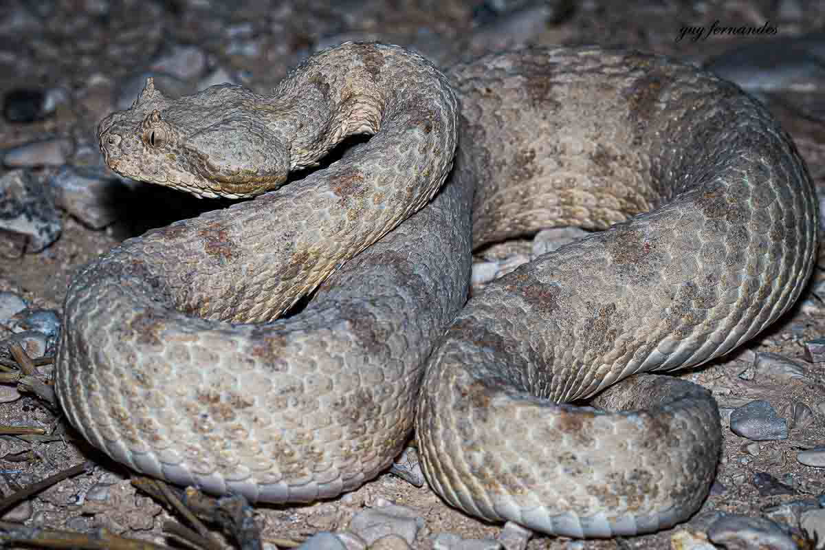 שפיפון בוגר פרט צעיר יחסית - לוכד נחשים גיא פרננדס 
