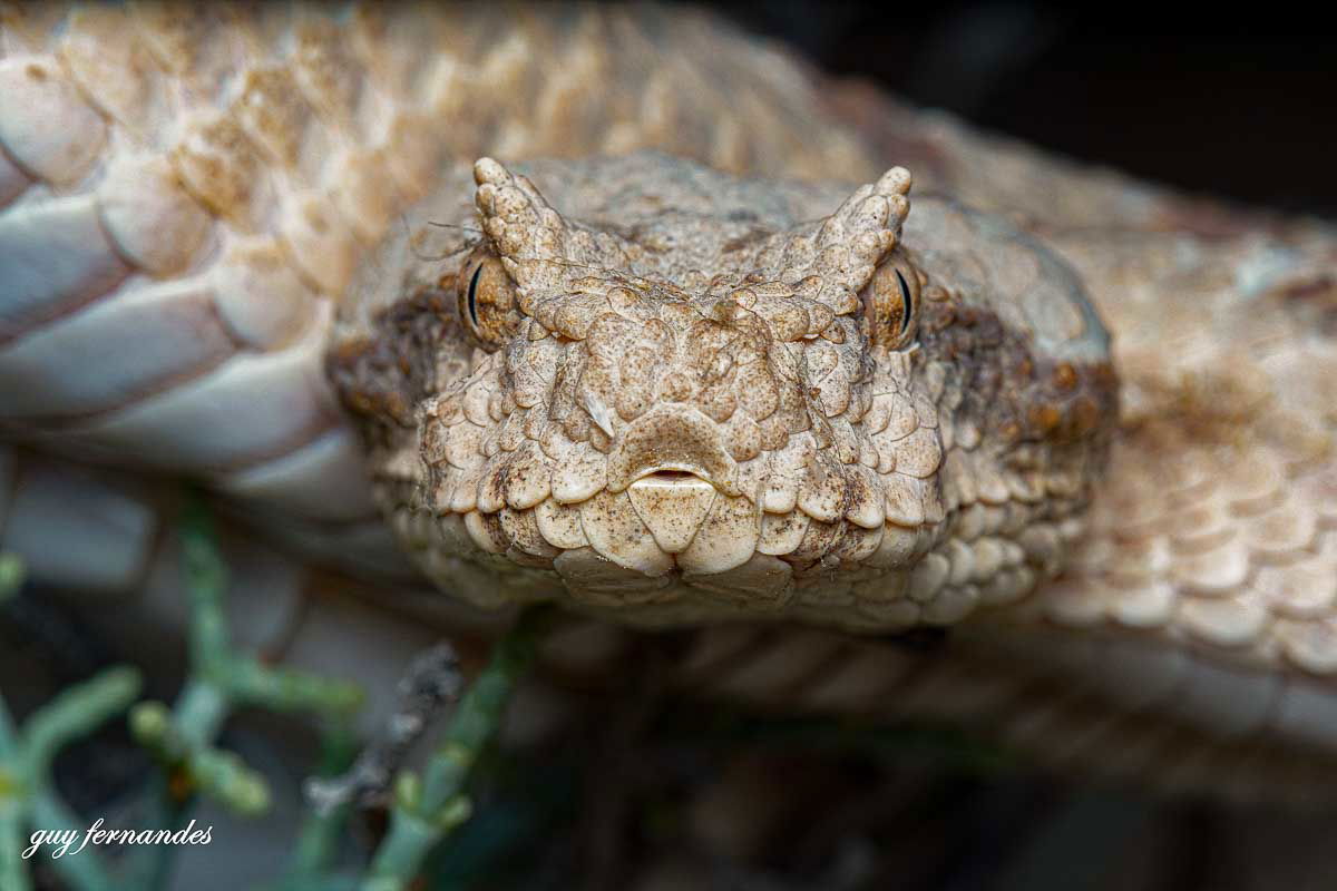 נקבת שפיפון במבט חודר - לוכד נחשים גיא פרננדס 