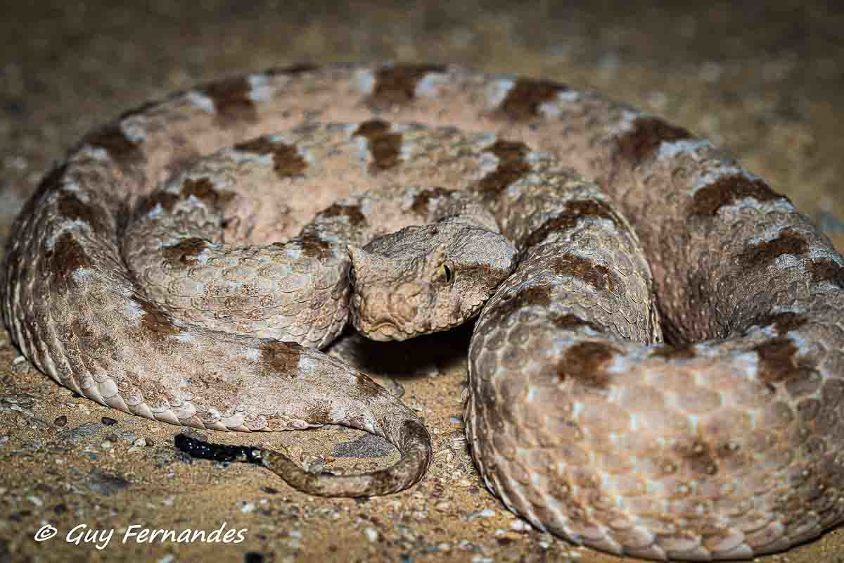 שפיפון  פרט בוגר אזור חולות בדרום - לוכד נחשים גיא פרננדס