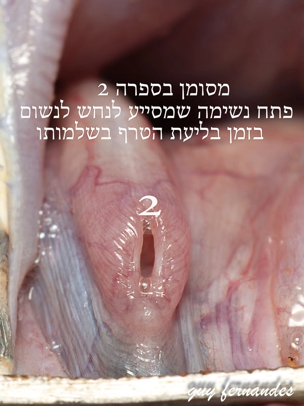 קנה נשימה שמסיים לנשום בזמן טריפה - צפע מצוי- לוכד נחשים גיא פרננדס 