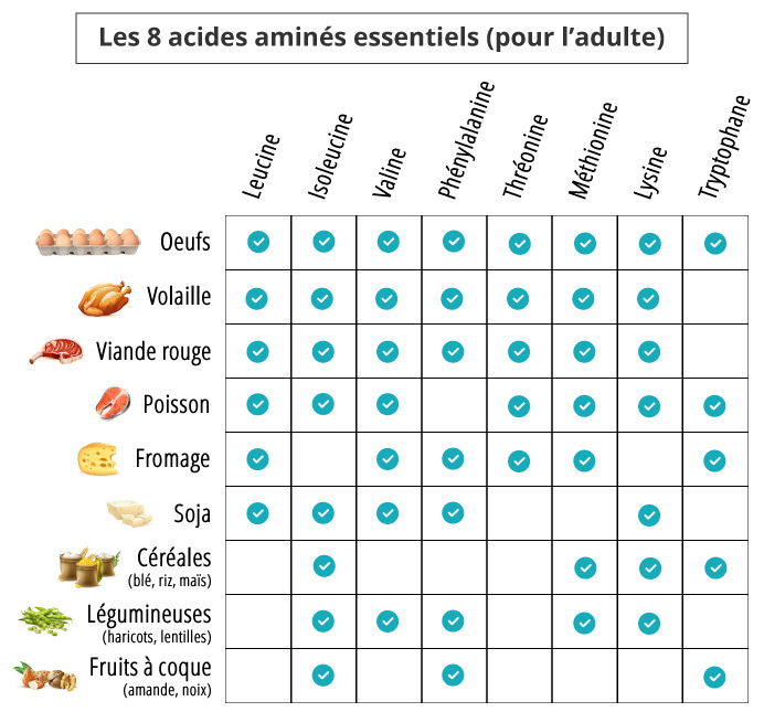 Les acides aminés essentiels pour le sport