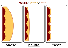 Comment perdre la graisse du ventre ?