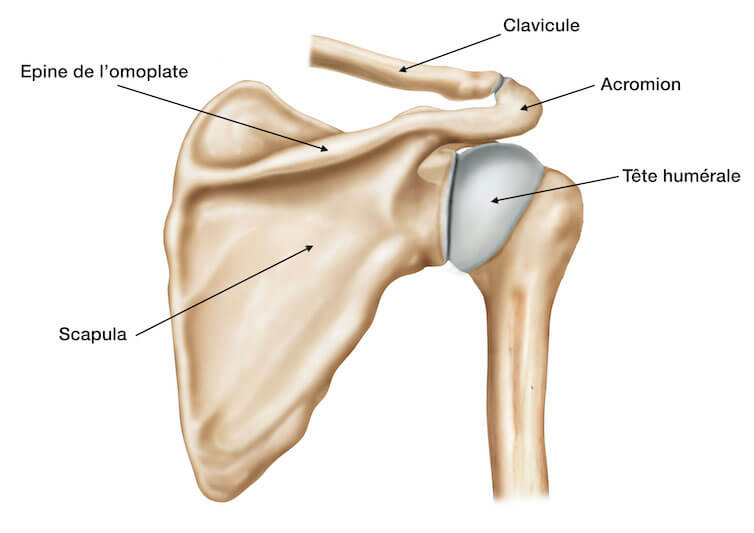 Comprendre la musculation de l'épaule