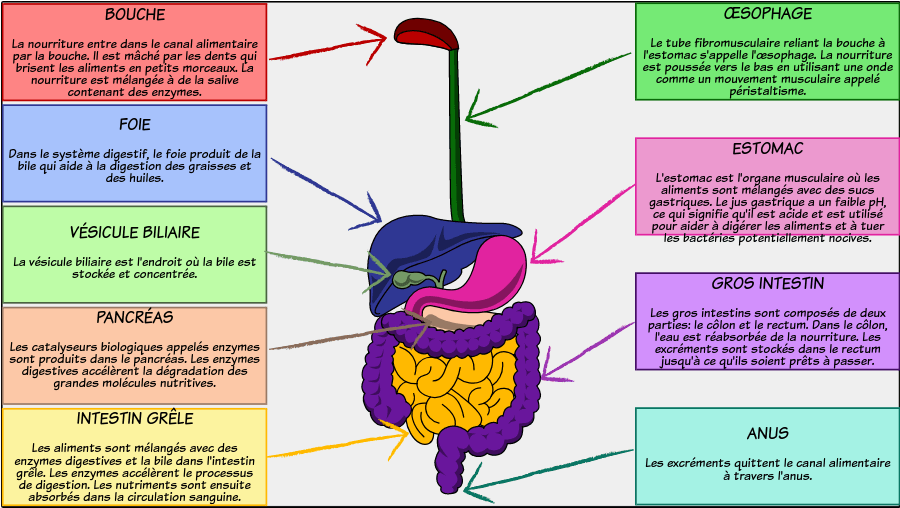 Avoir une bonne digestion