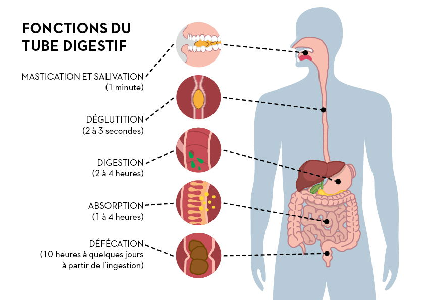 alimentation digestion