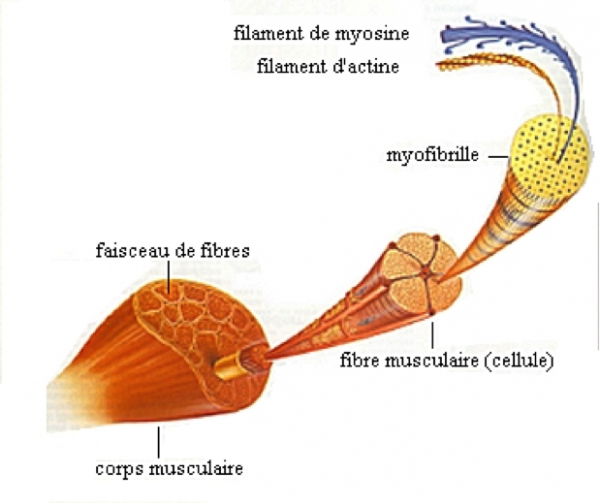 Prendre du muscle rapidement