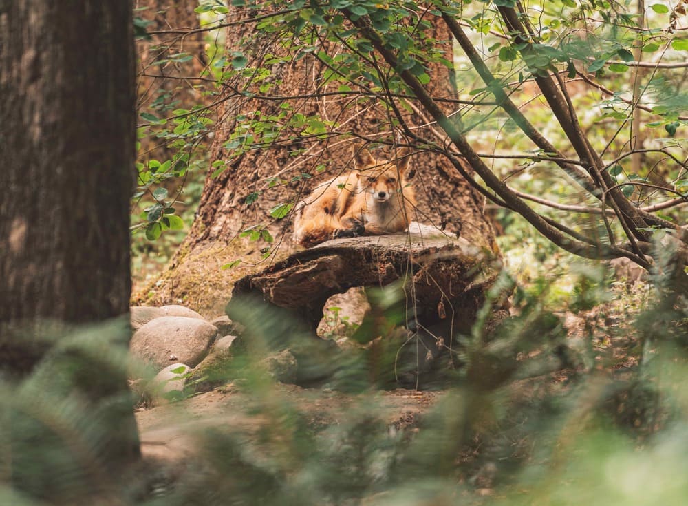 Observer les animaux en randonnée