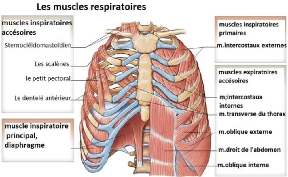 Débloquer sa cage thoracique